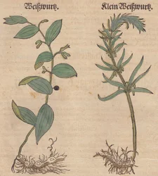 Imagem de Polygonatum multiflorum e Polygonatum verticillatum